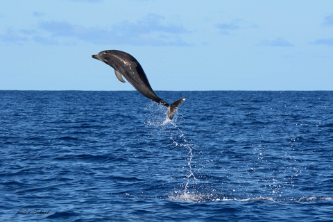 Madeira: tour de avistamiento de ballenas y delfines