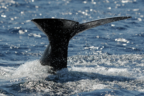 Madère : excursion d'observation des baleines et des dauphins