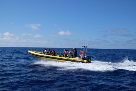 Madeira: Whale and Dolphin Watching Tour