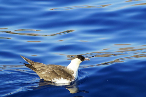 Madeira: Wal- und Delfinbeobachtungstour