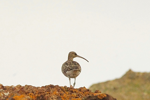 Madeira: Tour de Observação de Baleias e Golfinhos