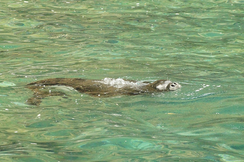 Madeira: Whale and Dolphin Watching Tour