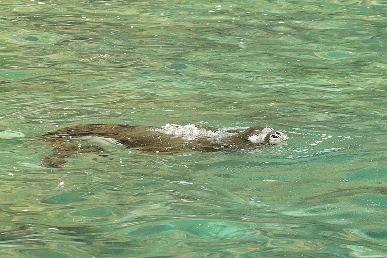 Madeira: Wal- und Delfinbeobachtungstour