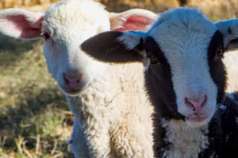 Queretaro: Rancho Santa Marina Farm Tour in het Spaans