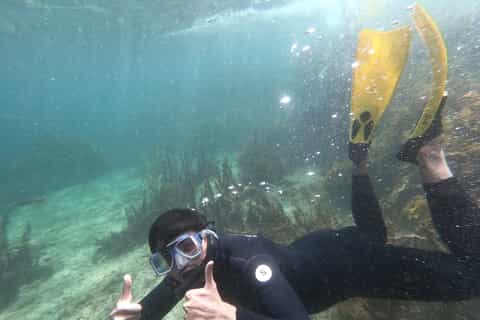 From Leigh: Goat Island Advanced Guided Snorkeling Tour