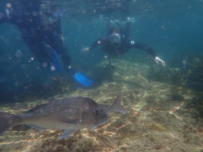 De Leigh: visite guidée avancée de plongée en apnée à Goat Island 