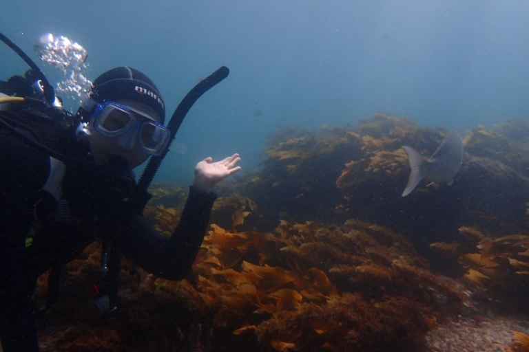 Leigh: Goat Island Guided Diving Tour for Certified Diver