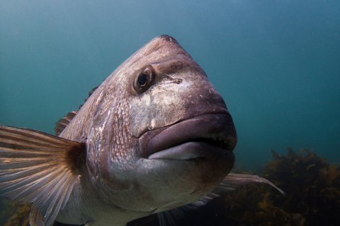 De Leigh: experiencia introductoria de buceo en Goat Island