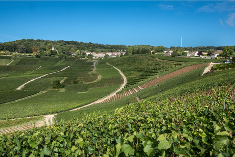 Reims/Epernay: Private Moet & Chandon Winery Tour & Tastings