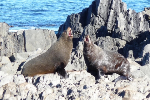 Wellington : Safari d'une demi-journée sur la côte des phoquesSafari sur la côte des phoques à Wellington (matin)