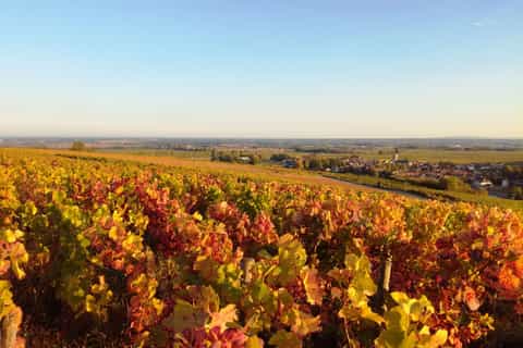 Côte de Beaune Private Local Wineries and Wine Tasting Tour