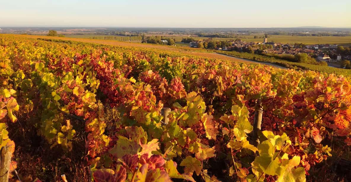 Côte de Beaune Private Local Wineries and Wine Tasting Tour GetYourGuide