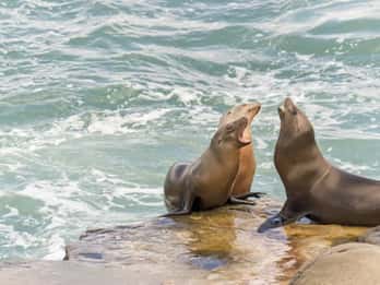 San Diego: Hafenrundfahrt und Seelöwenabenteuer San Diego: Hafenrundfahrt und Seelöwenabenteuer