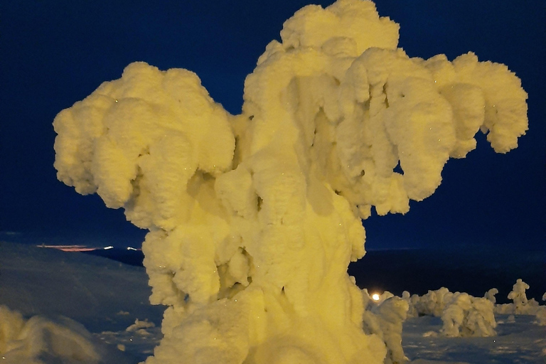 Levi: Fell Whisperer's Forest Skiing Tour with Campfire