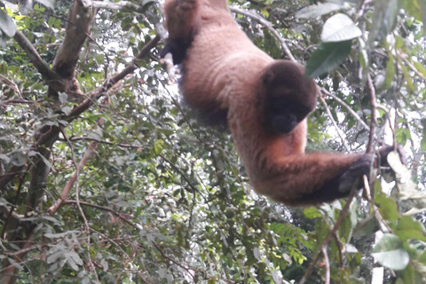 4 rios da Amazónia, e passeios de dia inteiro