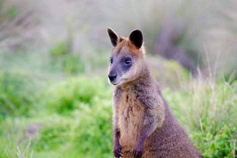 Phillip Island: Penguins and Wildlife Full-Day Tour