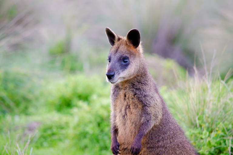 Île Phillip : Visite d&#039;une jounée : pingouins et faune sauvagePhillip Island : visite des pingouins et de la faune sauvage