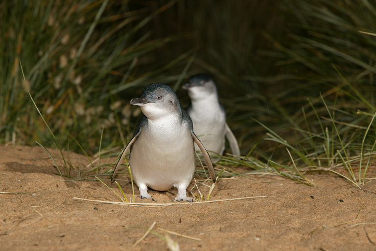 Ilha Phillip: Excursão de dia inteiro com pingüins e vida selvagemIlha Phillip: Excursão de 1 Dia Pinguins e Vida Selvagem