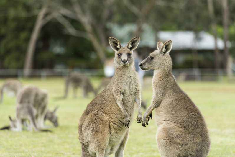 From Melbourne: Grampians National Park & Kangaroos | GetYourGuide