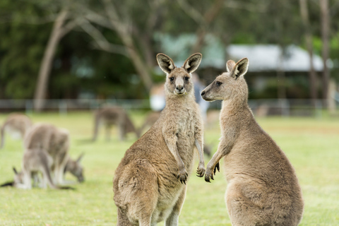 Z Melbourne: Park Narodowy Grampians i kangury