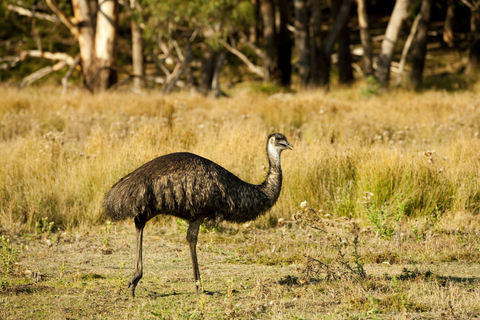 Depuis Melbourne : Parc national des Grampians et Kangourous