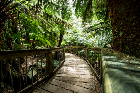 Oceans to Mountains Explorer: 3-Day Great Ocean Road Tour Melbourne to Adelaide One-Way Trip