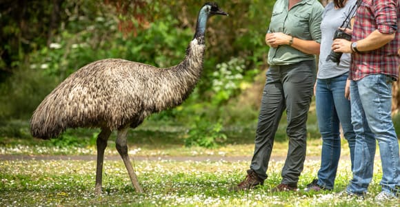 Oceans to Mountains Explorer: 3-Day Great Ocean Road Tour