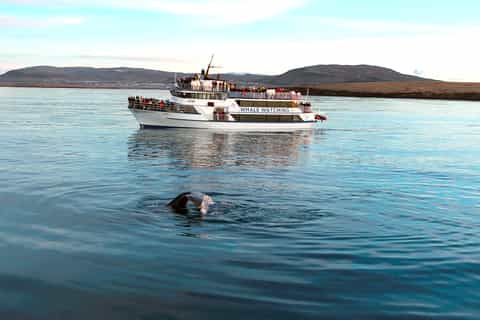Whale Watching Tour from Reykjavik
