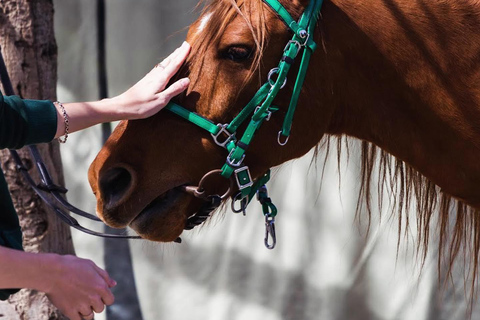 Tbilissi : Kakheti : équitation, dégustation de vin et cuisine ...