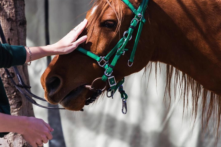 Tiflis: Reiten, Weinverkostung und Kochen in Kachetien ...