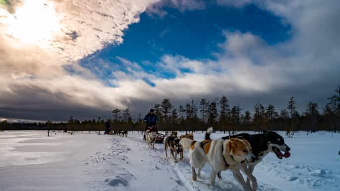 rovaniemi safari husky sur un sentier enneigé