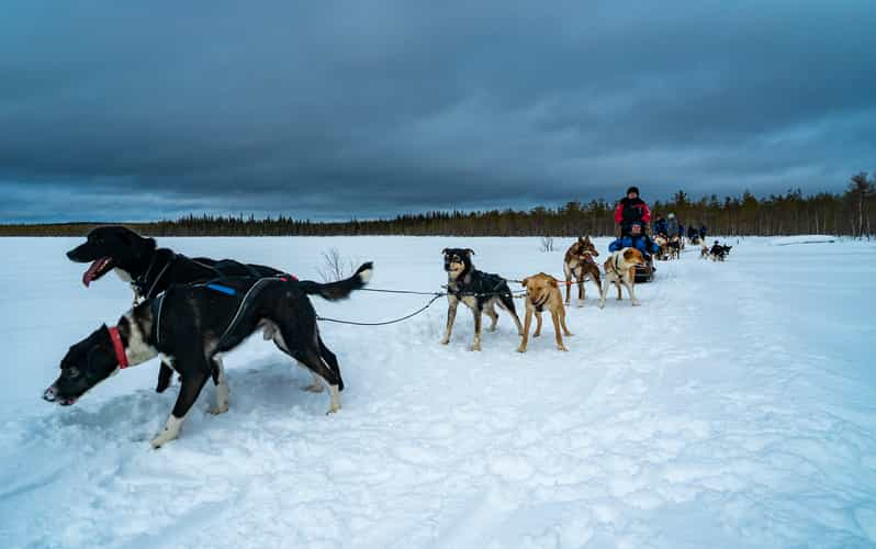 ロヴァニエミ 雪国でのハスキー犬のソリのツアー Getyourguide