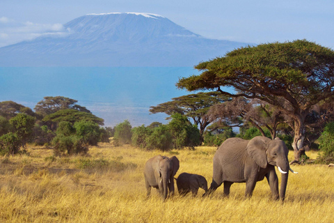 5-dagars safari till Amboseli, Tsavo West, Taita &amp; Tsavo East