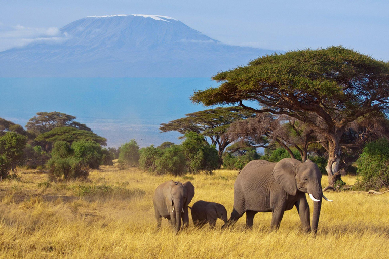 Safari de 5 dias em Amboseli, Tsavo West, Taita e Tsavo East