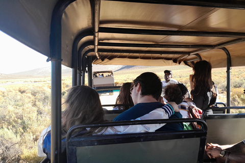 Cape Town Aquilla big sunset safari With transport & food aquila sunset bestseller