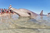 Perth, 7 Tage Explorer Rückkehr Tour zum Exmouth - Hizvo