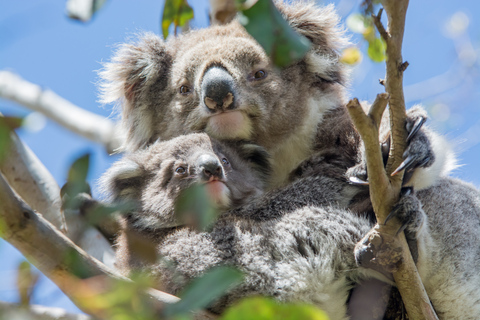 From Melbourne: Penguin Parade and Koalas TourDay Trip with Penguins Plus Viewing Upgrade