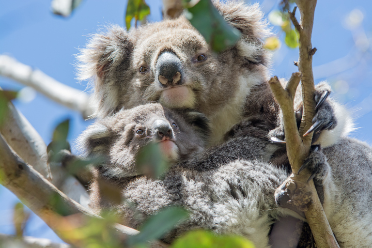 From Melbourne: Penguin Parade and Koalas Tour Day Trip with General Viewing Area