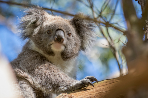 Desde Melbourne: Desfile de Pingüinos y Excursión a los Koalas