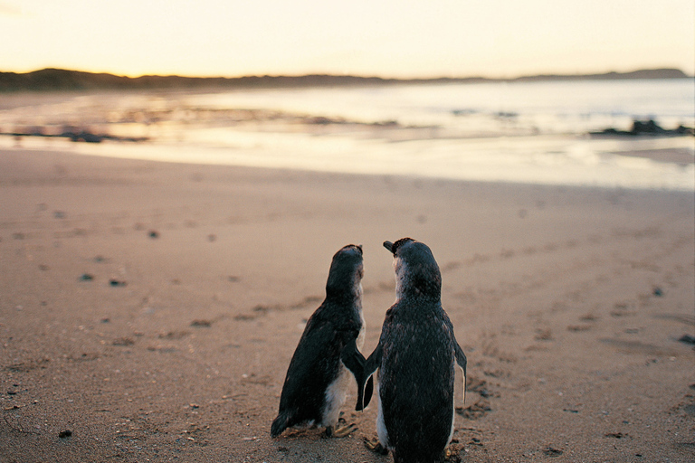 Från Melbourne: Penguin Parade och Koalas Tour