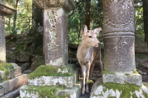 Półdniowa prywatna wycieczka z przewodnikiem do świątyń Nara