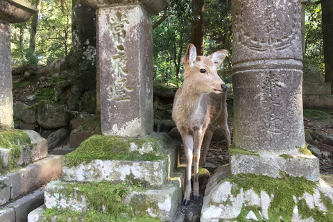 Visite guidée privée d'une demi-journée des temples de Nara