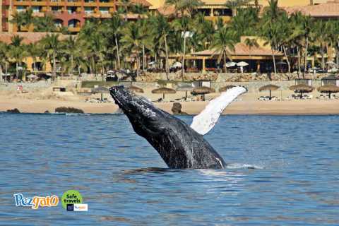 Cabo San Lucas: Whale Watching Catamaran Experience