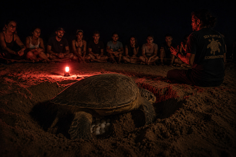Sal Island: Night Turtle Watching Experience