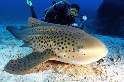 Mascate: viaje de buceo en las islas Damaniyat