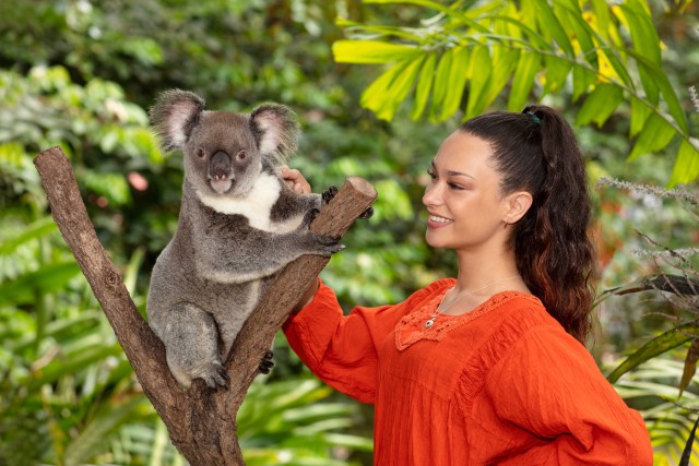 Visit Kuranda Koala Gardens Entrance Ticket in Mareeba