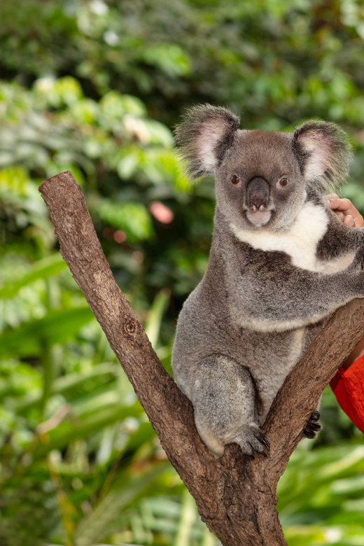 キュランダ コアラ ガーデン パーク入場 | GetYourGuide