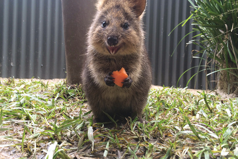 Bilet wstępu do ogrodów Kuranda Koala