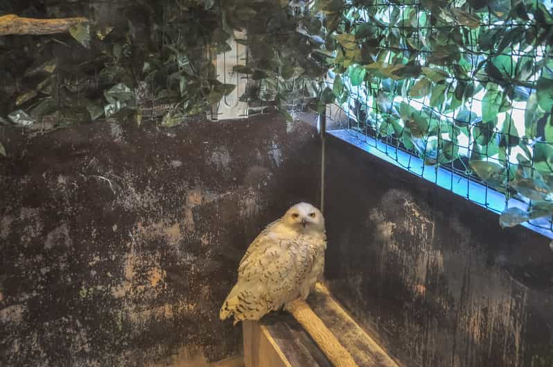 Kyoto Arashiyama Guided Animal Walking Tour GetYourGuide