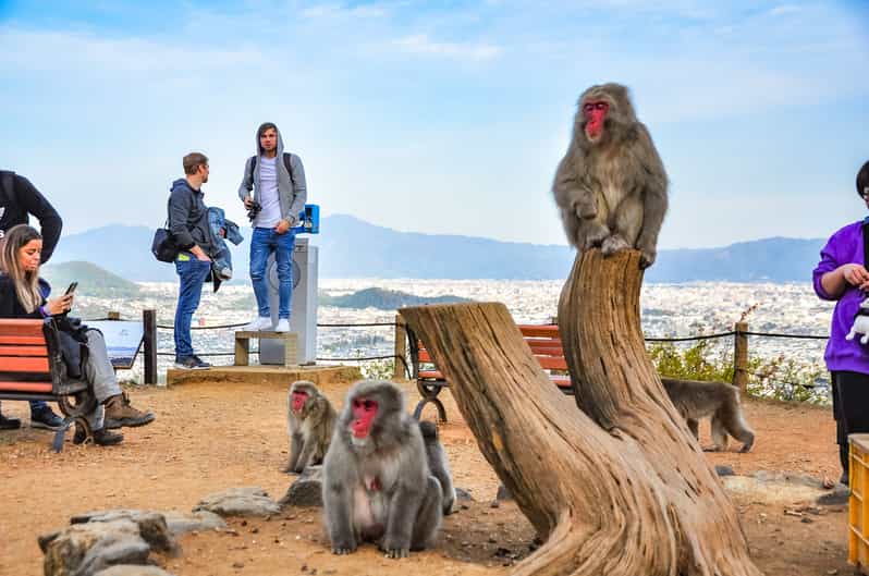 Kyoto Arashiyama Guided Animal Walking Tour GetYourGuide